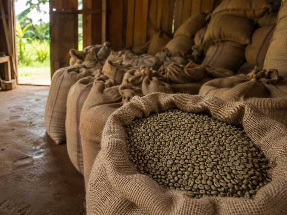 Sacs de jute remplis de café vert dans un entrepôt