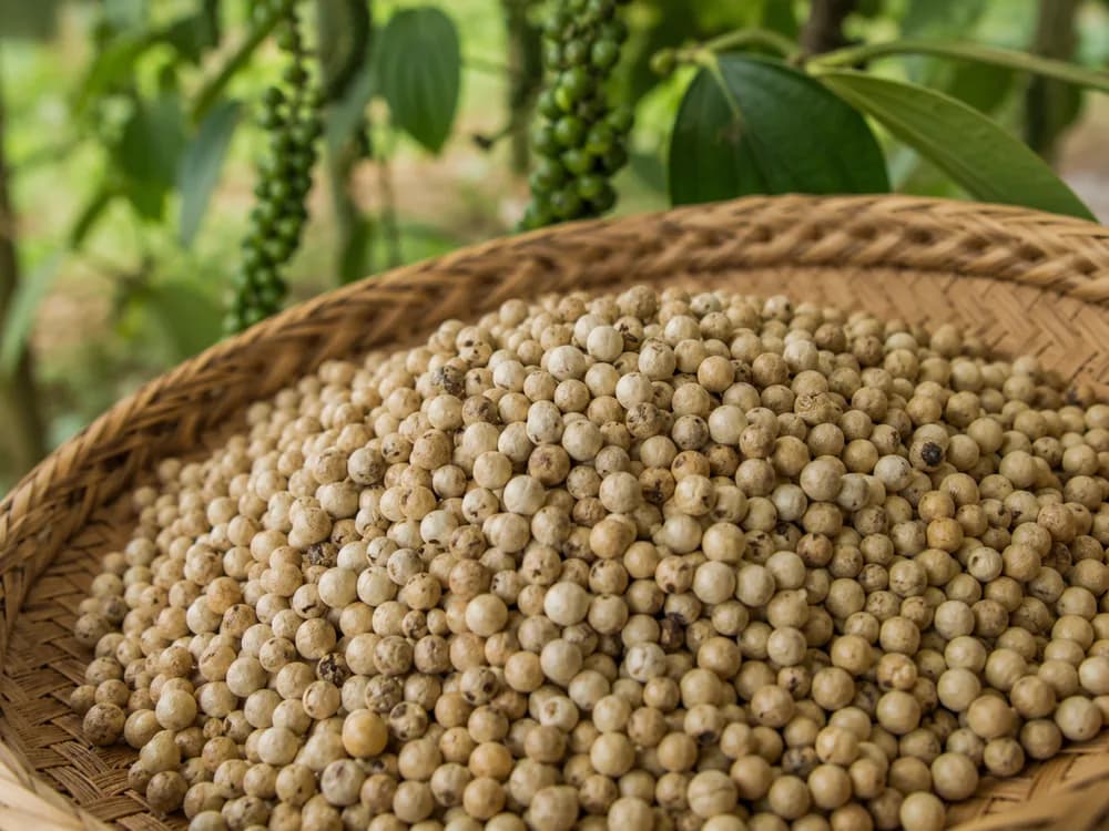 Grains de poivre blanc de Penja dans un panier tressé